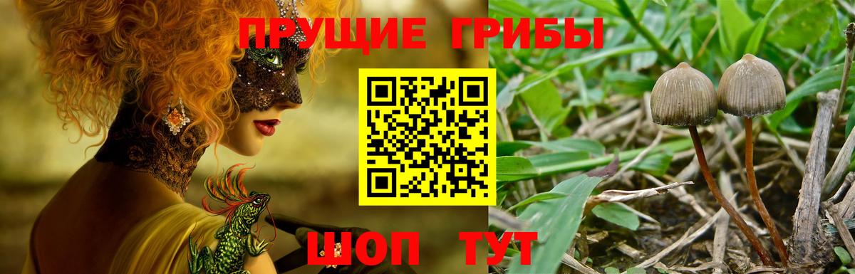 Псилоцибиновые грибы GOLDEN TEACHER  Вход с VPN  сколько стоит  Нижнекамск 